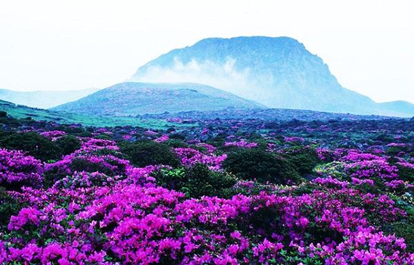 Cảnh đẹp đảo Jeju